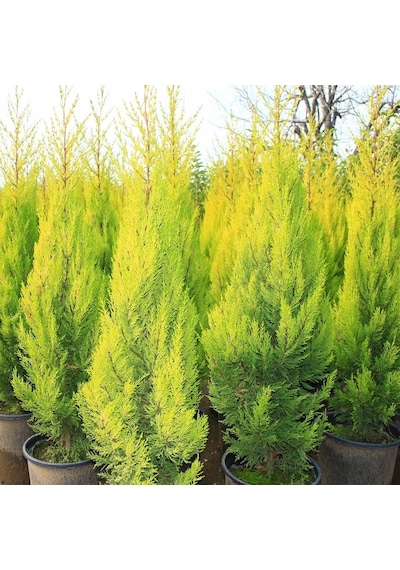 Tüplü Limoni Servi goldcrest Fidanı 10-30 Cm