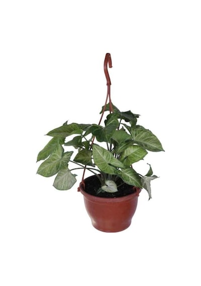 Melek Kanadı Çiçeği Ok Başı Sarmaşığı Syngonium 10-20 Cm