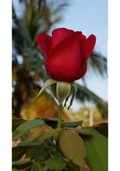 Videolu Kırmızı Yediveren Mis Kokulu Gül Fidanı 3 Adet Saksılı 50-90 Cm Red Rose Sapling