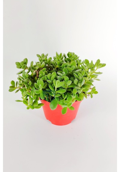 Crassula Rogersii Sarkan Sukulent Minik Yeşil Kadife Yapraklı 8.5