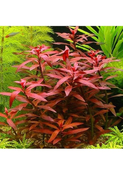 Peruensis Saksı Canlı Bitki P112 Çok Renkli