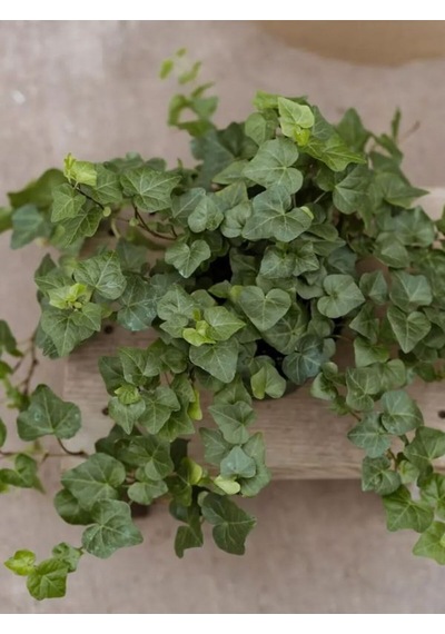 Dekoratif Kaya Sarmaşığı 40-60 Cm Formlu Ve Canlı Hedera Helix