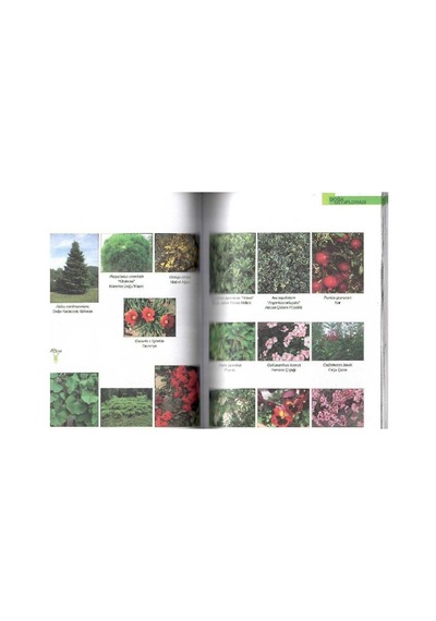 Doğa Koleji Florası - Toplam 300 Adet Ağaç Çalı Ve Otsu Bitki Botanik Özellikleri Kullanım Olanakları Yayılış Alanları Özgün Resimler