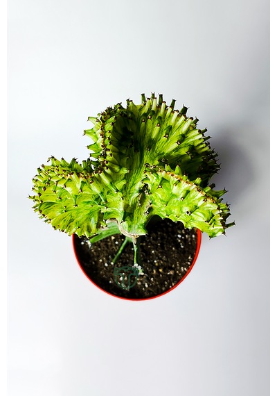 Koleksiyon Kaktüs Euphorbia Cristata Variegata Nadir Geçişli 12 Cm Saksıda 15-20 Cm