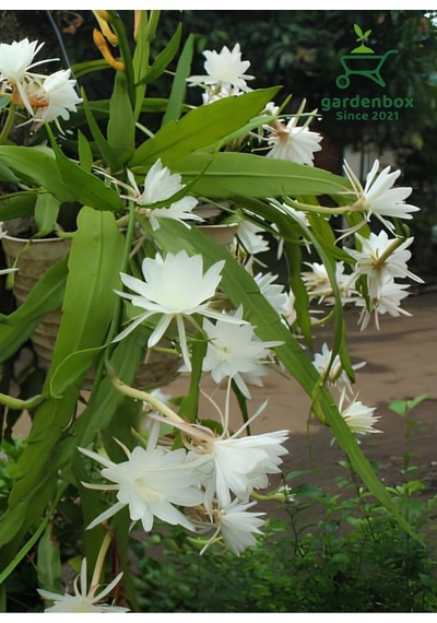Beyaz Renk Atlas Çiçeği Sarkıcı Bitki 10-20cm White Epiphyllum