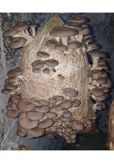 1 Adet 6 L 3 KG İstiridye Mantarı Kompostu N115519