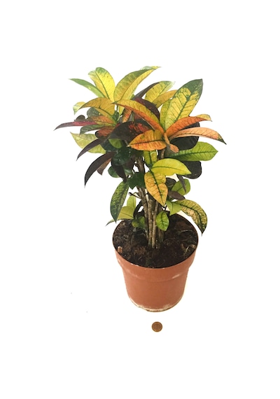 Codiaeum Variegatum 'Mrs Iceton' (Kraton Çiçeği) Ø17 CM Y45-50 CM