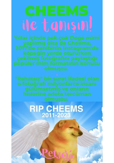Petjoo 18.Cheems Pembe-Yeşil Qr'lı Köpek Künyesi
