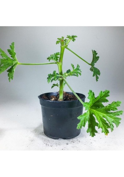 Pelargonium Graveolens - Itır Bitkisi Mis Kokulu 8.5 Cm Saksıda