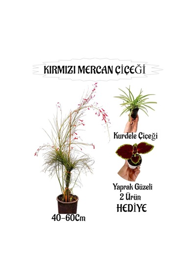 Kırmızı Mercan Çiçeği 1 Adet Sakıslı Yaprak Güzeli-kurdele Çiçeği Hediye Teras Bitkisi
