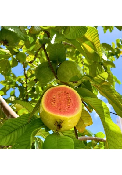 Pembe Guava Fidanı Pink Guava - 50-70 Cm Büyük Boy Tüplü Egzotik Meyve