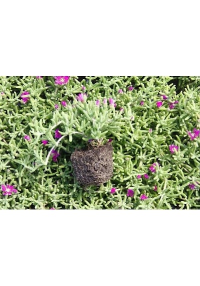 Yer Örtücü Bitki Acem Halısı Fidanı 5-15 Cm