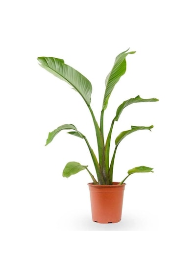 Strelitzia Starliçe 50-70 Cm Boyunda Tek Gövdeli Salon Bitkisi İç Mekan Bitkisi
