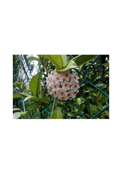 Hoya Carnosa Mum Çiçeği Fidanı 10-20 Cm