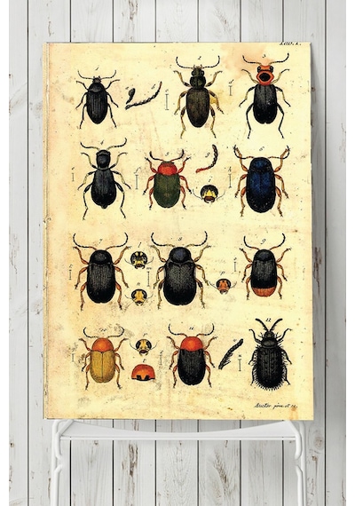 Böcek Koleksiyonu Vintage Poster