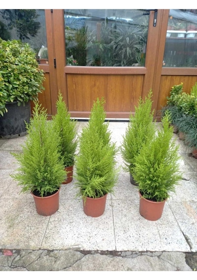Videolu Ithal Limon Servi Çam Fidanı 1 Adet Saksılı/ Tüplü 30-50cm Cupressus Macrocarpa Goldcrest