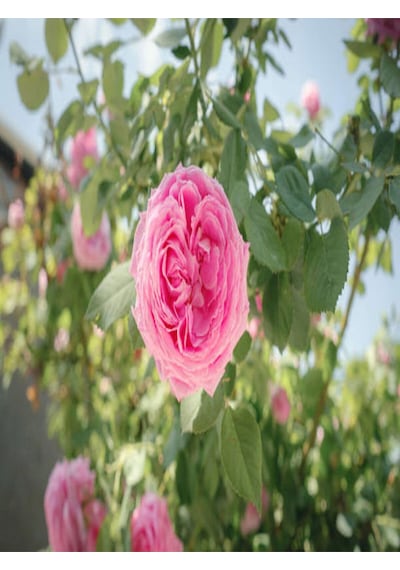 Bulgar Gülü Pembe Çiçeği Fidanı