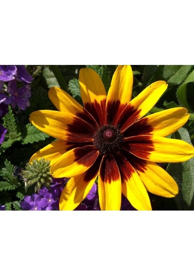 20 Adet Indian Summer Glorıosa Daısy Tohumu