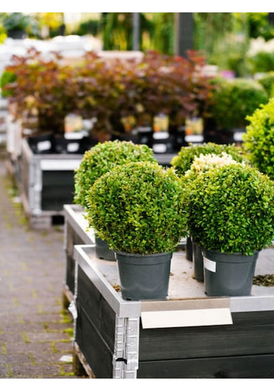 Videolu Dekoratif Şimşir Fidanı 30 40 Cm 3 Adet Saksılı Dış Mekan Bitkisi Buxus Sempervirens