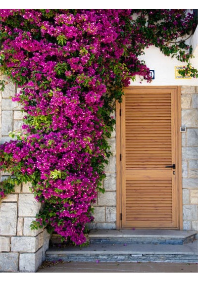 Pembe Begonvil Çiçeği 30 60 Cm 1 Adet Saksılı/ Tüplü Bahçe Bitkisi Bougainvillea