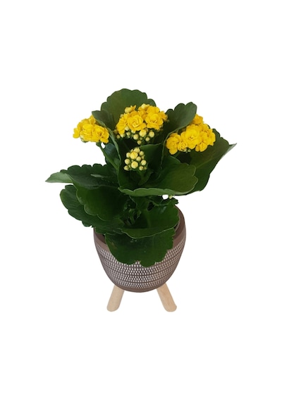 Sarı Kalanşo Kiremit Rengi Damla Saksıda  Kalanchoe
