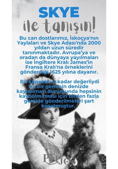Petjoo 6.Skye Gri-Mavi Qr'lı Köpek Künyesi