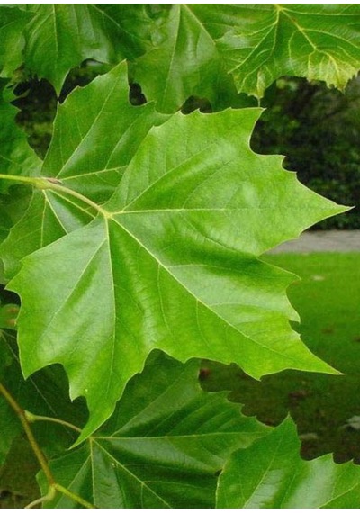 Londra Çınarı Ağacı Platanus X Acerifolia Fidanı 2 Yaş