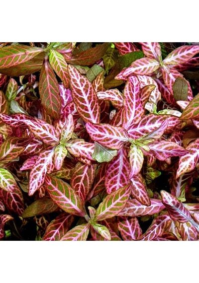 Hygrophila Polysperma Rosanervig Kolay Akvaryum Zemin Bitkisi Canlı Akvaryum Bitkisi