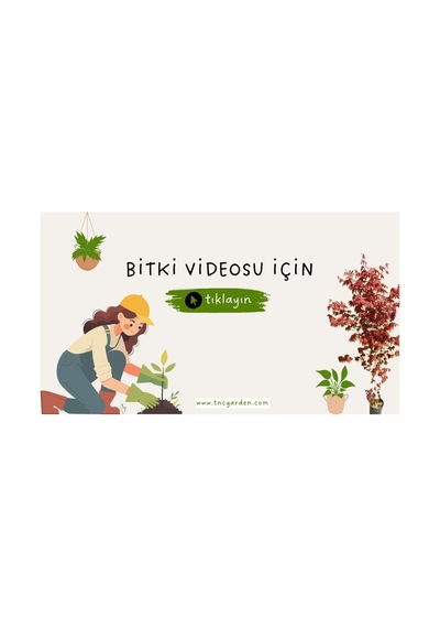 Acem Halısı Askılı Saksıda, Sarkan Dekoratif Bitki Diğer