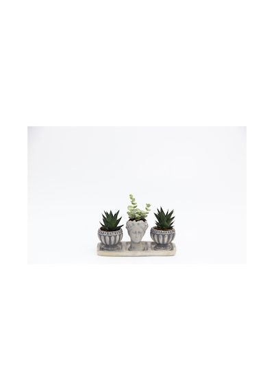 TRİO HELEN GRİ SUKULENT SETİ - Haworthia Limifolia, Echeveria
