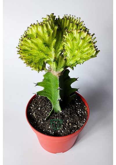 Koleksiyon Kaktüs Euphorbia Cristata Variegata Nadir Geçişli 12 Cm Saksıda 15-20 Cm