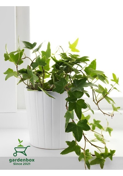 Hedera Helix Sarmaşığı Makrome Saksıda 1 Adet Saksılı 30-40cm