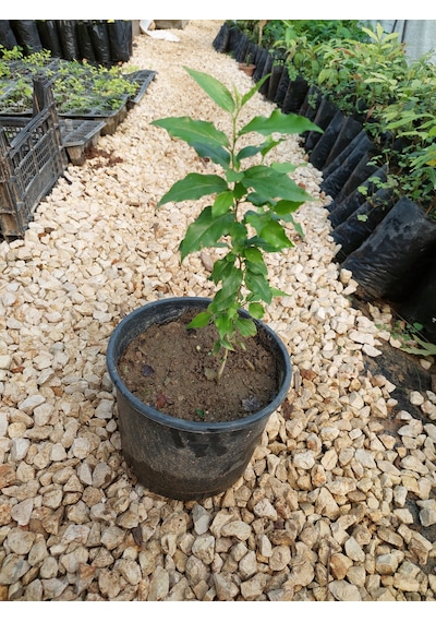 Ketembilla Fidanı 1 Yaş 15-20 Cm