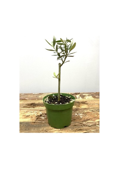 Videolu 1 Adet Hediyelik Bonsai Zeytin Fidanı 20-30 Cm Tüplü Çiçekli Bodur Bitkiler Olive Sapling