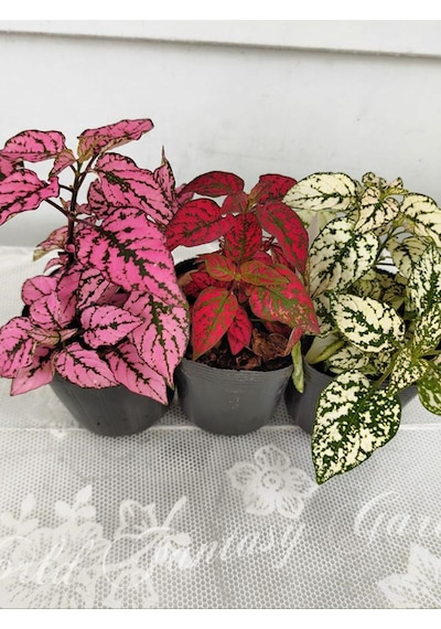 Koyu Pembe Hostes Çiçeği 1 Adet Saksılı Hypoestes 10-15cm