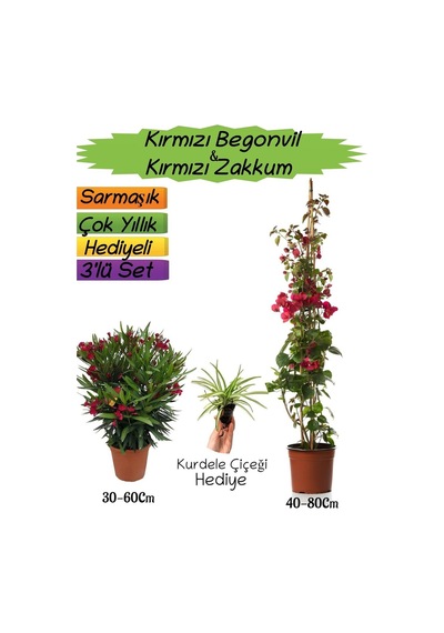 Kırmızı Renk Begonvil+kırmızı Zakkum Fidanı+kurdele Çiçeği 3'lü Peyzaj Seti