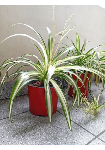 Kurdele Çiçeği 1 Adet Saksılı 25-40cm Chlorophytum Comosum