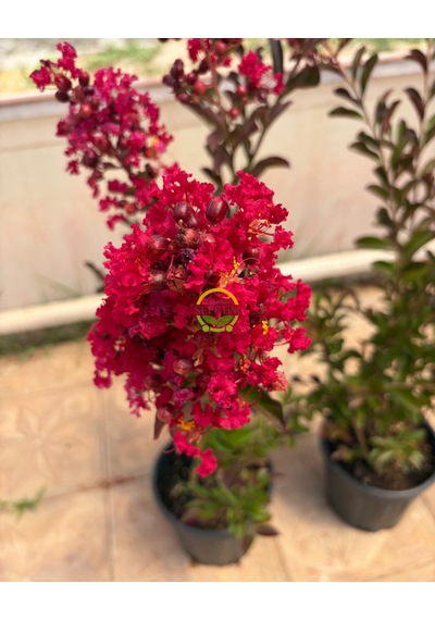 5 Adet Kırmızı Renk Oya Ağacı Fidanı Paketi 'lagerstroemia İndica'
