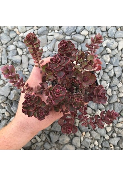 Kırmızı Sedum 25 Adet - Yer Örtücü Çok Yıllık Bitki