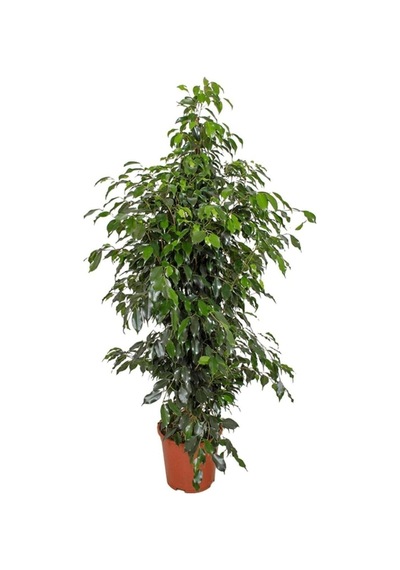 Benjamin Bitkisi 130 140 Cm Ficus Benjamina Danielle Salon Bitkisi Ofis Bitkisi Ev Bitkisi