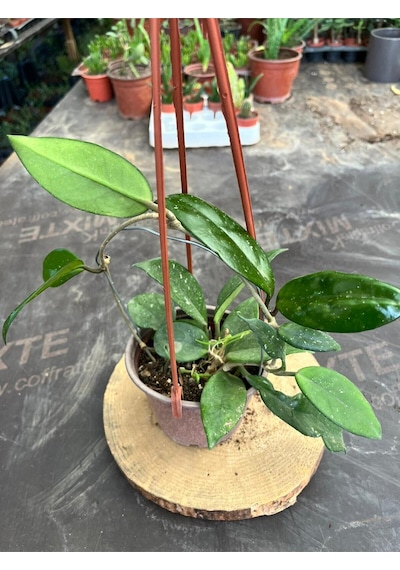 Hoya Mum Çiçeği Sarmaşık