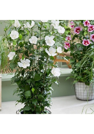 Tüplü Soğuğa Dayanıklı Hibiscus Syriacus Red Heart Pembe Renk Hatmi Çiçeği Fidanı