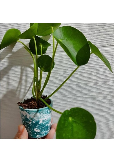 Pilea Bitkisi Fidesi +seramik Saksi 15-25cm Dolgun Form 1 Adet