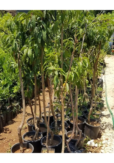 4 Yaş Aşılı Bursa Yarma Şeftali Fidanı. Saksıda