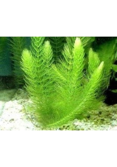 Tr Ceratophyllum Demersum Tilki Kuyruğu Kolay Akvaryum Bitkisi 1 Bağ