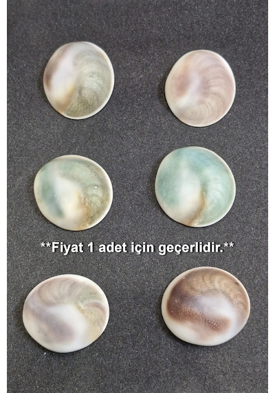 Büyük Boy Doğal Yılancık Taşı Operculum 222y