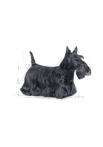 Royal Canin Mini Dermacomfort Yetişkin Köpek Maması 3 KG