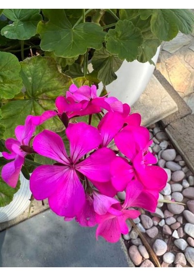 Videolu 3'lü Karışık Renk Sakız Sardunya Çiçeği 20-30 Cm Tüplü Çiçekli Bodur Bitkiler Geranium