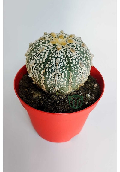 Astrophytum Asterias Super Kabuto Koleksiyon Kaktüs 8.5 Cm Kırmız 1 Adet