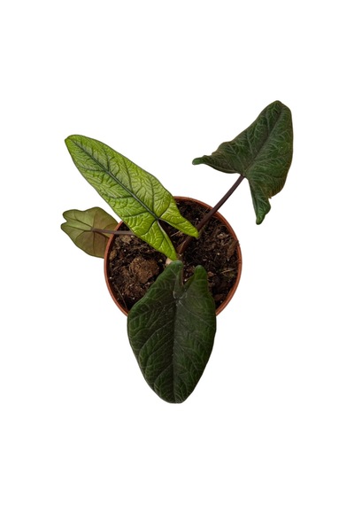 Alocasia Scalprum Fil Kulağı